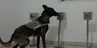Estudio revela que perros entrenados pueden detectar a pacientes con COVID-19