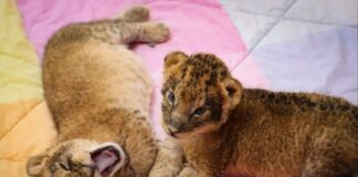 Conoce a los tres cachorros de león que nacieron en el Parque Ecológico de Zacango, Edomex Conoce a los tres cachorros de león que nacieron en el Parque Ecológico de Zacango, Edomex
