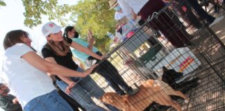 Iniciativa de Cruz Pérez Cuéllar da otra oportunidad a perritos juarenses