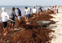 Sector hotelero impulsa proyecto Caribe Circular en Quintana Roo